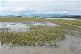Nhiều diện tích lúa tại Đắk Nông ngập úng do mưa lớn kéo dài