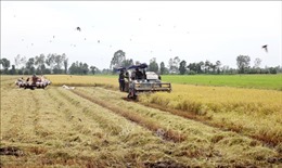 Thị trường nông sản: Giá lúa ở mức cao do hạn chế nguồn cung