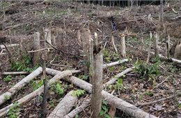 Gần 5 ha rừng tự nhiên tại Gia Lai bị tàn phá trái phép