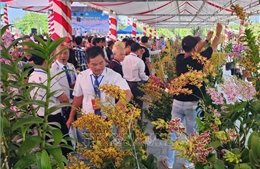 Hơn 600 tác phẩm hoa phong lan quy tụ tại Vĩnh Long