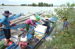 Người dân đánh bắt cá trên hồ Dầu Tiếng bất chấp lệnh cấm trong mùa thả cá giống