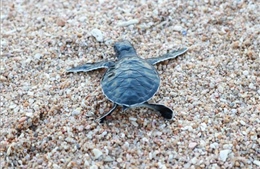 Ninh Thuận: Bảo vệ hiệu quả, bền vững các quần thể rùa biển