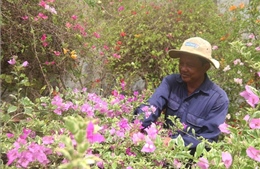 Làng nghề trồng hoa kiểng xuống giống phục vụ thị trường Tết 