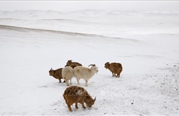 Tuyết dày gần 40 cm bao phủ 90% lãnh thổ Mông Cổ