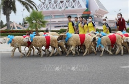 Độc đáo đàn cừu diễu hành đường phố Ninh Thuận chào đón năm mới 2024