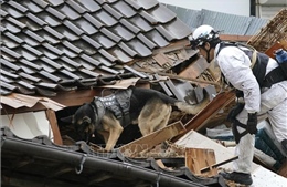 Động đất tại Nhật Bản: Chó nghiệp vụ hỗ trợ đắc lực công tác tìm kiếm cứu hộ
