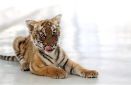 Một con hổ Hoa Nam quý hiếm sinh 3 thành công