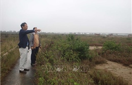 Nhiều diêm dân ở Hậu Lộc bỏ hoang đồng muối