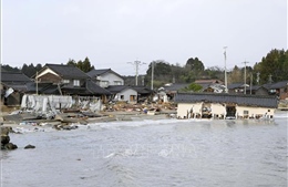 Tất cả các trường học mở cửa trở lại sau vụ động đất tại Nhật bản