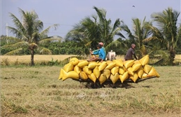 Giá lúa, gạo đều tăng