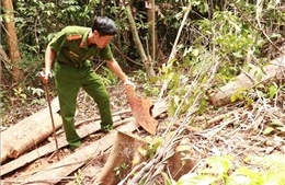 Vụ đốn hạ rừng ở Đakrông: Tiếp tục xác minh đối tượng có liên quan