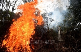 Brazil cảnh báo nguy cơ mất vùng đầm lầy lớn nhất thế giới Pantanal