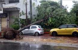 Bão số 3: Thái Bình cây xanh đổ la liệt, mất điện diện rộng