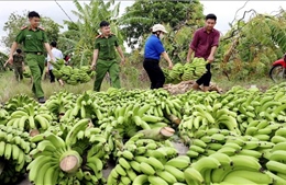 Chung tay giải cứu nông sản sau cơn bão dữ ở Thái Bình