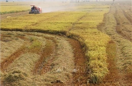 Chính phủ ban hành chính sách hỗ trợ bảo vệ đất trồng lúa