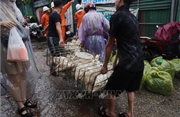 Các địa phương chủ động khôi phục đàn vật nuôi sau bão, lũ