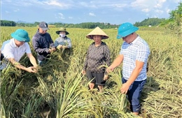 Sau bão lũ, Tuyên Quang khẩn trương khôi phục sản xuất nông nghiệp