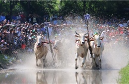 Tưng bừng Hội đua bò Bảy Núi An Giang