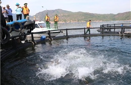 Vị thế trung tâm nuôi biển - Bài cuối: Quản lý tốt quy hoạch nuôi trồng