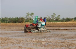 Tiền Giang phát triển 22.000 ha chuyên canh lúa chất lượng cao