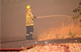 &#39;Giặc lửa&#39; thiêu rụi 74.000 ha rừng tại Australia