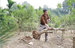 Người trồng đào Tết ở Yên Bái thất thu