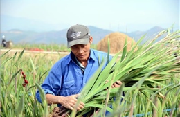 Vựa hoa, cây cảnh lớn nhất Quảng Ninh và câu chuyện đầu ra