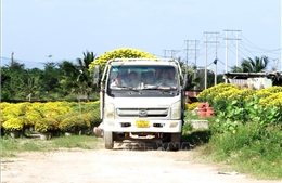 Thương lái gom hàng hoa phục vụ Tết