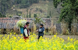 Du Xuân trên cao nguyên đá Đồng Văn