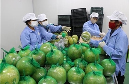 Mở cửa chính ngạch cho bưởi tươi Việt Nam vào thị trường Australia