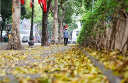 Có một Hà Nội đẹp dịu dàng mùa lá rụng