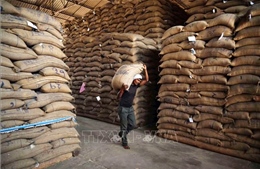Giá gạo Ấn Độ giảm xuống mức thấp nhất 2 năm