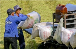 Giá gạo đi xuống ở thị trường châu Á