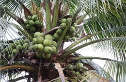 Vĩnh Long xây dựng vùng dừa hữu cơ 34.000 ha