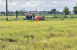 Ứng phó bão số 5: Huế đã thu hoạch 1.800ha lúa
