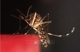 Mỹ đình chỉ lưu hành vaccine Ixchiq phòng virus chikungunya