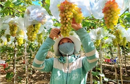 Gia tăng giá trị sản phẩm nhờ áp dụng khoa học công nghệ