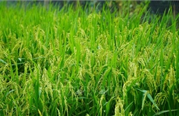 Sản xuất lúa chất lượng cao, phát thải thấp, lợi nhuận tăng đến hơn 5 triệu đồng/ha