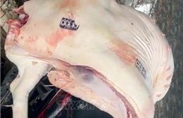 Phát hiện thịt lợn nhiễm virus dịch tả châu Phi nhưng được đóng dấu kiểm dịch