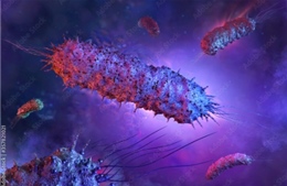 Miếng dán virus tiêu diệt 99.9% vi khuẩn trong thực phẩm 