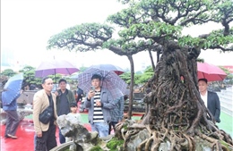 Trưng bày hơn 5.000 tác phẩm sinh vật cảnh tiêu biểu của các vùng, miền