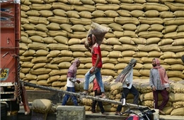 Cầu yếu, cung tăng gây sức ép lên giá gạo xuất khẩu của các nước châu Á