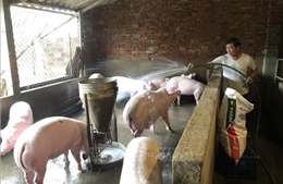 Phòng, chống dịch bệnh gia súc, gia cầm, bảo đảm an toàn thực phẩm dịp Tết