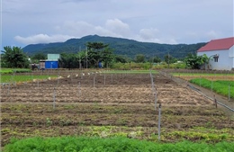 Mưa bão gây thiếu hụt rau củ, TP Hồ Chí Minh tăng dự trữ, mở rộng nguồn cung