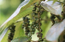 Xuất khẩu hồ tiêu 11 tháng thu về hơn 1,5 tỷ USD