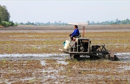 An Giang dành hơn 38 tỷ đồng hỗ trợ nông dân sản xuất lúa chất lượng cao