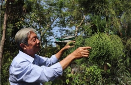 Thành công nhân giống thủy tùng bằng phương pháp ghép độc đáo