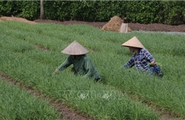 Vùng rau màu tỉnh Cà Mau vào mùa sản xuất phục vụ Tết