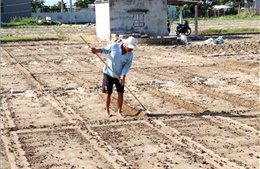 Khánh Hòa tái thiết sản xuất nông nghiệp đáp ứng nhu cầu Tết