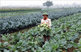 Thắng lợi 'kép' từ cây vụ Đông